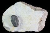 Reedops Trilobite - Foum Zguid, Morocco #84528-1